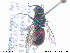  ( - NOCHR256)  @13 [ ] CreativeCommons - Attribution Non-Commercial Share-Alike (2013) Arnstein Staverlokk Norwegian Institute of Nature Research