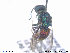  ( - NOCHR258)  @13 [ ] CreativeCommons - Attribution Non-Commercial Share-Alike (2013) Arnstein Staverlokk Norwegian Institute of Nature Research