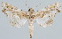  (Marathyssa pyrastis - BC-JB0010)  @14 [ ] Copyright (2010) Unspecified Research Collection of Jerome Barbut