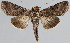 (Mouralia - BC-JB0026)  @15 [ ] Copyright (2010) Unspecified Research Collection of Jerome Barbut