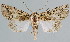  (Abrostola ugartii - BC-JB0027)  @15 [ ] Copyright (2010) Unspecified Research Collection of Jerome Barbut