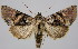  (Abrostola sp. 1 - BC-JB0028)  @15 [ ] Copyright (2010) Unspecified Research Collection of Jerome Barbut