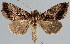  (Agrapha ahenea - BC-JB0030)  @14 [ ] Copyright (2010) Unspecified Research Collection of Jerome Barbut