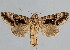  (Agrapha meretricia - BC-JB0031)  @15 [ ] Copyright (2010) Unspecified Research Collection of Jerome Barbut
