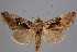  (Agrapha gigantea - BC-JB0032)  @15 [ ] Copyright (2010) Unspecified Research Collection of Jerome Barbut