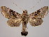  (Agrapha - BC-JB0034)  @15 [ ] Copyright (2010) Unspecified Research Collection of Jerome Barbut