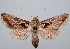  (Agrapha duboisi - BC-JB0035)  @15 [ ] Copyright (2010) Unspecified Research Collection of Jerome Barbut