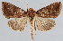  (Enigmogramma admondens - BC-JB0042)  @14 [ ] Copyright (2010) Unspecified Research Collection of Jerome Barbut
