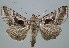  (Enigmogramma limata - BC-JB0048)  @15 [ ] Copyright (2010) Unspecified Research Collection of Jerome Barbut