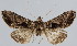  (Autoplusia abrota - BC-JB0054)  @13 [ ] Copyright (2010) Unspecified Research Collection of Jerome Barbut