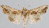  (Autoplusia egena - BC-JB0055)  @14 [ ] Copyright (2010) Unspecified Research Collection of Jerome Barbut