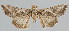  (Autoplusia gammoides - BC-JB0060)  @14 [ ] Copyright (2010) Unspecified Research Collection of Jerome Barbut