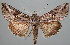  (Rachiplusia ou - BC-JB0065)  @15 [ ] Copyright (2010) Unspecified Research Collection of Jerome Barbut