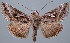  (Rachiplusia - BC-JB0067)  @15 [ ] Copyright (2010) Unspecified Research Collection of Jerome Barbut
