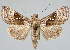  (Plusia anda - BC-JB0072)  @15 [ ] Copyright (2010) Unspecified Research Collection of Jerome Barbut