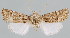  (Luperina nikerlii - BC-JB0073)  @11 [ ] Copyright (2010) Unspecified Research Collection of Jerome Barbut