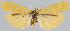  (Eilema lutarella luqueti - BC-JB0077)  @12 [ ] Copyright (2010) Unspecified Research Collection of Jerome Barbut