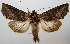  (Abrostola sp. 2 - BC-JB0084)  @14 [ ] Copyright (2010) Unspecified Research Collection of Jerome Barbut