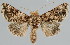  (Ctenoplusia caudata - BC-JB0085)  @15 [ ] Copyright (2010) Unspecified Research Collection of Jerome Barbut