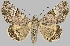  ( - BC-JB0490)  @11 [ ] Copyright (2023) Jérôme Barbut Museum national d'Histoire naturelle