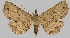  (Oroscopa haculpha - BC-JB0603)  @11 [ ] Copyright (2023) Jérôme Barbut Museum national d'Histoire naturelle