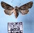  ( - BC-HAXNoctu0012)  @13 [ ] Copyright (2010) Unspecified Research Collection of Jean Haxaire