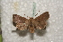  ( - BC-HAXNoctu0277)  @14 [ ] Copyright (2010) Unspecified Research Collection of Jean Haxaire