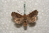  ( - BC-HAXNoctu0278)  @14 [ ] Copyright (2010) Unspecified Research Collection of Jean Haxaire