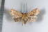  ( - BC-HAXNoctu0294)  @13 [ ] CreativeCommons - Attribution Non-Commercial (2011) J. J. Haxaire Museum National Histoire Naturelle Paris