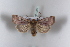  ( - BC-HAXNoctu0307)  @14 [ ] CreativeCommons - Attribution Non-Commercial (2011) J. J. Haxaire Museum National Histoire Naturelle Paris