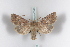  ( - BC-HAXNoctu0348)  @13 [ ] CreativeCommons - Attribution Non-Commercial (2011) J. J. Haxaire Museum National Histoire Naturelle Paris