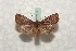  ( - BC-HAXNoctu0545)  @13 [ ] Copyright (2010) Unspecified Research Collection of Jean Haxaire