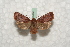  ( - BC-HAXNoctu0546)  @13 [ ] Copyright (2010) Unspecified Research Collection of Jean Haxaire