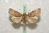 (Conistra daubei - BC-HAXNoctu0550)  @14 [ ] Copyright (2010) Unspecified Research Collection of Jean Haxaire