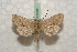  ( - BC-HAXNoctu0551)  @11 [ ] Copyright (2010) Unspecified Research Collection of Jean Haxaire