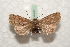  ( - BC-HAXNoctu0553)  @11 [ ] Copyright (2010) Unspecified Research Collection of Jean Haxaire