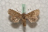  ( - BC-HAXNoctu0554)  @14 [ ] Copyright (2010) Unspecified Research Collection of Jean Haxaire