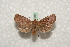  ( - BC-HAXNoctu0558)  @13 [ ] Copyright (2010) Unspecified Research Collection of Jean Haxaire