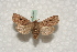  ( - BC-HAXNoctu0560)  @13 [ ] Copyright (2010) Unspecified Research Collection of Jean Haxaire
