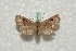  ( - BC-HAXNoctu0561)  @13 [ ] Copyright (2010) Unspecified Research Collection of Jean Haxaire