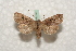  ( - BC-HAXNoctu0562)  @13 [ ] Copyright (2010) Unspecified Research Collection of Jean Haxaire