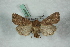  ( - BC-HAXNoctu0568)  @13 [ ] Copyright (2019) Jean Haxaire Research Collection of Jean Haxaire