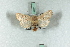  ( - BC-HAXNoctu0584)  @13 [ ] Copyright (2019) Jean Haxaire Research Collection of Jean Haxaire