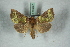  ( - BC-HAXNoctu0637)  @11 [ ] Copyright (2019) Jean Haxaire Research Collection of Jean Haxaire