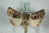  ( - BC-HAXNoctu0648)  @11 [ ] Copyright (2019) Jean Haxaire Research Collection of Jean Haxaire