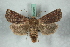  ( - BC-HAXNoctu0650)  @11 [ ] Copyright (2019) Jean Haxaire Research Collection of Jean Haxaire