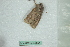  (Conistra intricata 3 - BC-HAXNoctu0654)  @11 [ ] Copyright (2019) Jean Haxaire Research Collection of Jean Haxaire