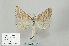  ( - BC-HAXNoctu0777)  @11 [ ] CC-By (2023) Jean Haxaire Research collection of Jean Haxaire