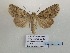  ( - BC-HAXNoctu0792)  @11 [ ] CC-By (2023) Jean Haxaire Research collection of Jean Haxaire
