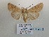  ( - BC-HAXNoctu0796)  @11 [ ] CC-By (2023) Jean Haxaire Research collection of Jean Haxaire